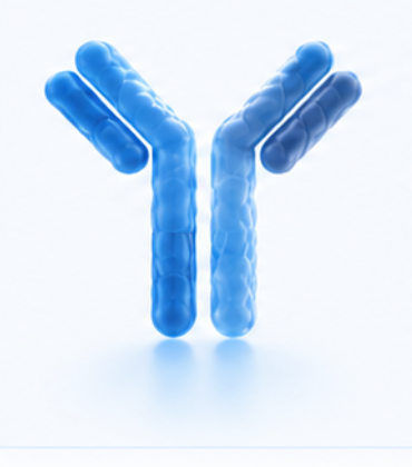 Conventional antibody